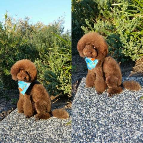 Photo: Paradise Dog Grooming Photo: Paradise Dog Grooming